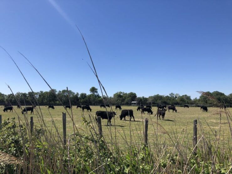 From Saintes Maries De La Mer: Safari and Canoeing - Good To Know