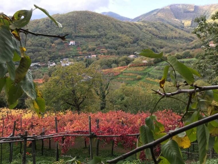 From Salerno: Amalfi Coast Tour and Wine Tasting with Lunch - Detailed Breakdown of the Itinerary