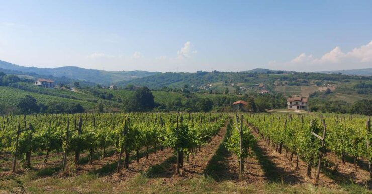 From Salerno: Irpinia Wine Tour Half-Day Trip - Booking Information