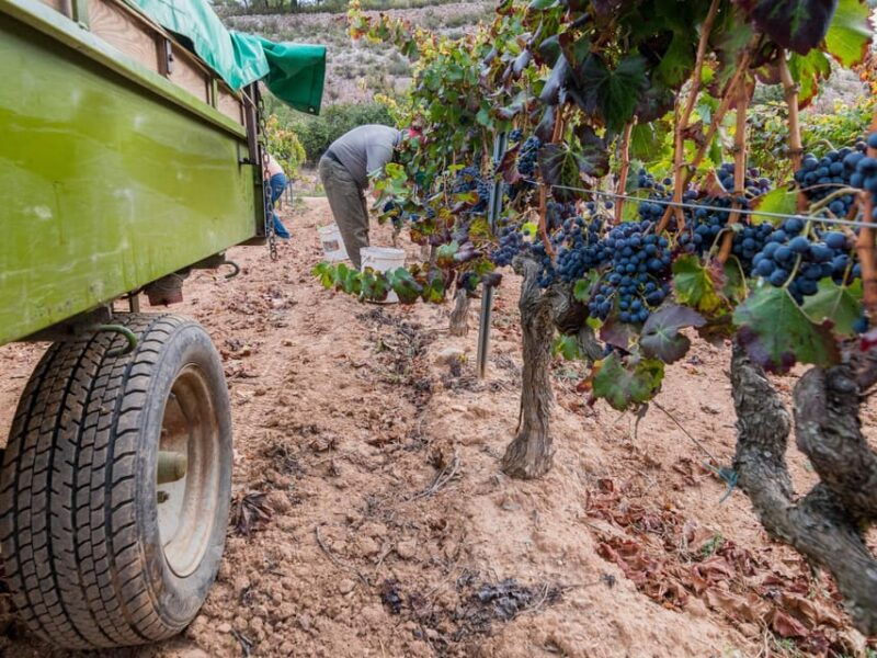 From Salou: Priorat Olive Trees and Wine Tour - Itinerary Details