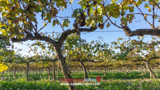 From Salou: Tour Private Cavas & Sitge Winery - Inclusions and Exclusions