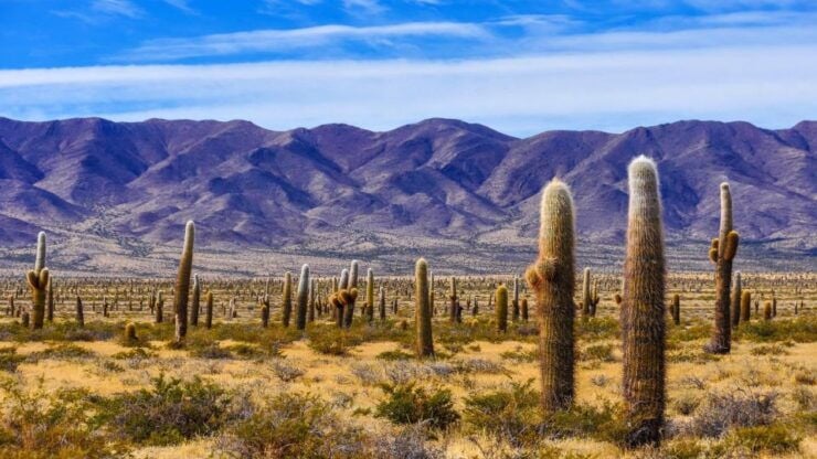 From Salta: Cachi and Los Cardones National Park Tour - Tour Duration and Flexibility