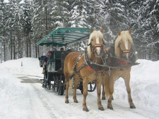 From Salzburg: Romantic Sleigh Ride Through the Countryside - Christmas Markets and European Culture