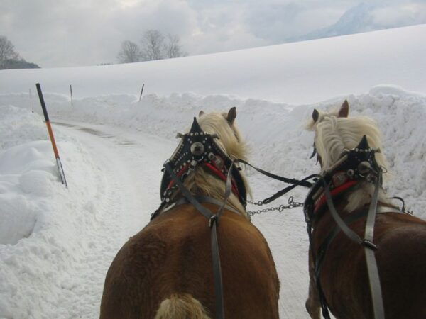 From Salzburg: Romantic Sleigh Ride Through the Countryside - Magical Snowscape and Romantic Sleigh Ride