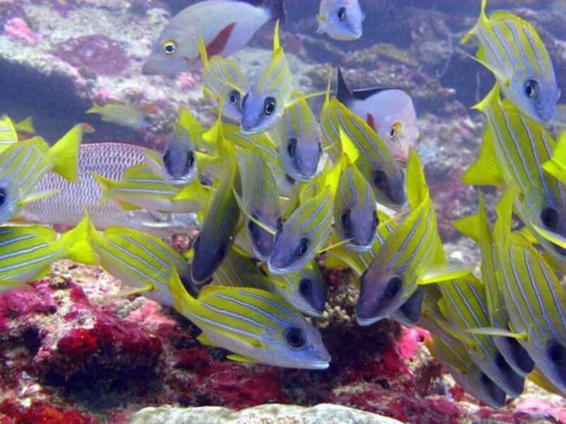 From Samui: Ko Tao and Koh Nang Yuan Speedboat Day Trip - The Sum Up