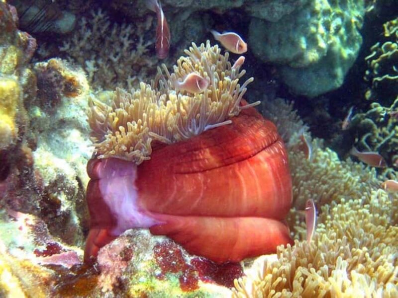 From Samui: Ko Tao and Koh Nang Yuan Speedboat Day Trip - What Could Be Better?