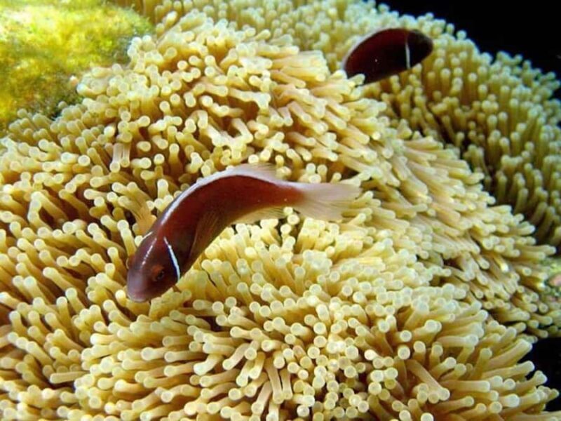 From Samui: Ko Tao and Koh Nang Yuan Speedboat Day Trip - Is This Tour Worth It?