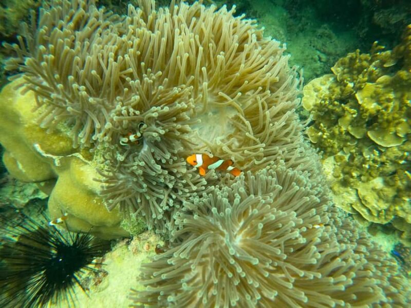 From Samui: Koh Tao & Nang Yuan Day Tour with Snorkel, Lunch - Authentic Insights from Reviews