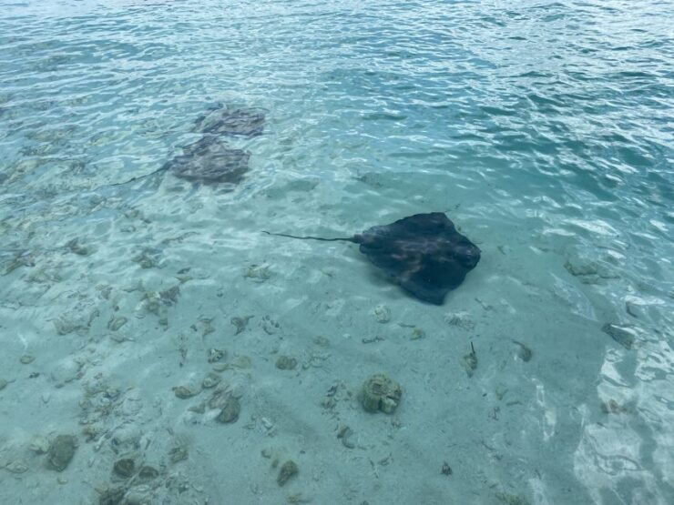 From San Andres: Cayo Acuario Tour - Good To Know