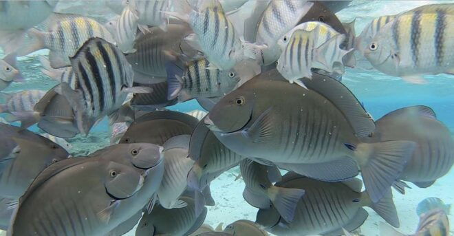 From San Andres: Cayo Acuario Tour - Inclusions
