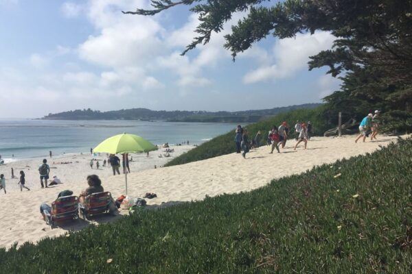 From San Francisco: Carmel, Monterey & Big Sur Private Tour - Marvel at Point Lobos State Reserve