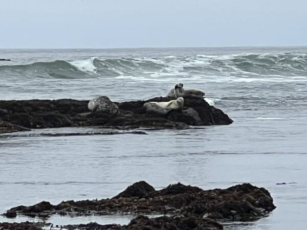 From San Francisco: Carmel, Monterey & Big Sur Private Tour - Additional Information