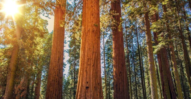 From San Francisco: Guided Muir Woods Excursion - Good To Know