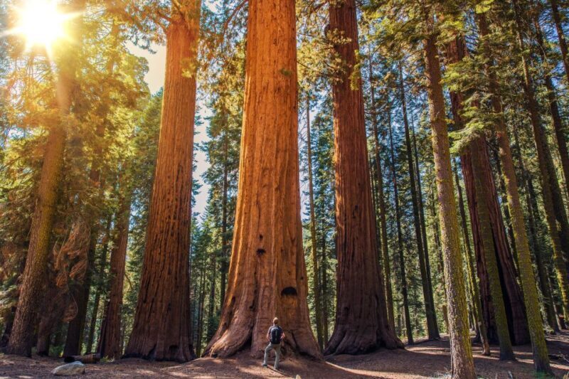 From San Francisco: Guided Muir Woods Tour - The Sum Up: Who Is This Tour Best For?