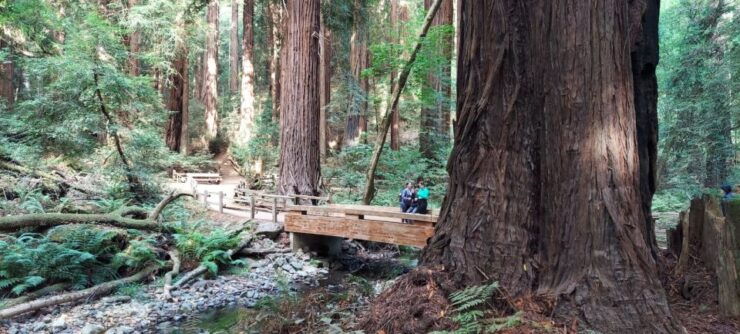 From San Francisco: Muir Woods and Sausalito Group Tour - Booking Details