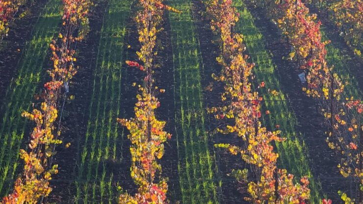 From San Francisco: Napa and Sonoma Private Wine Tour - Experience Highlights