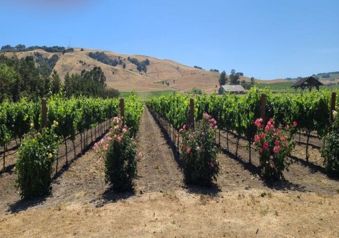 From San Francisco: Napa and Sonoma Private Wine Tour - Inclusions