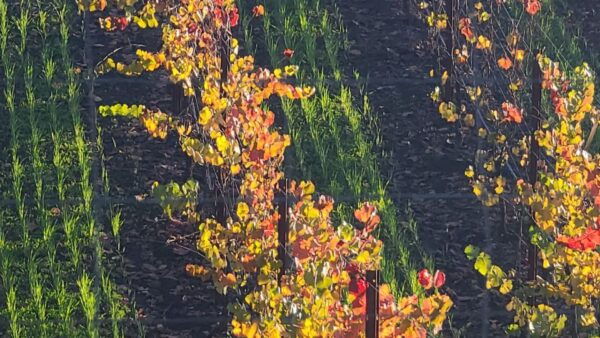 From San Francisco: Napa and Sonoma Private Wine Tour - Pricing and Reservation