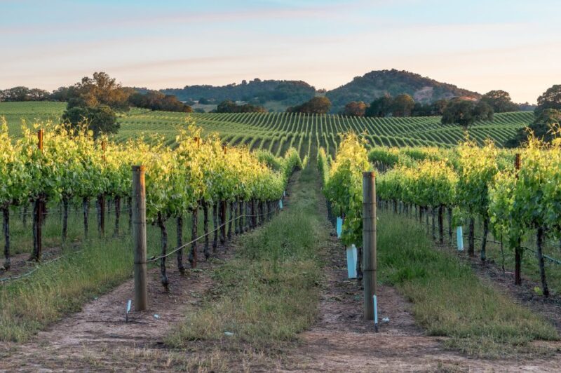 From San Francisco: Napa & Sonoma Valley Full-Day Wine Tour - FAQs