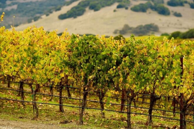 From San Francisco: Napa & Sonoma Wine Country Private Tour - Winery Options