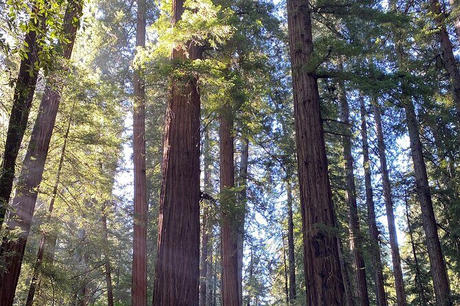 From San Francisco: Wine Tour, Redwoods, and Hop-on Hop-off Tour - Who Should Consider This Tour?