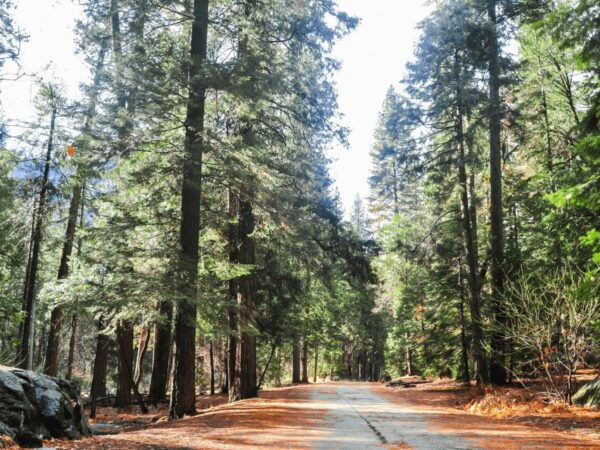 From San Francisco: Yosemite National Park Private Day Tour - The Sum Up