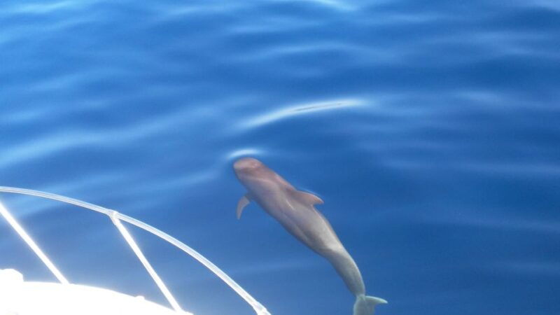 From San Juan Beach : Marine Life Cruise - Good To Know