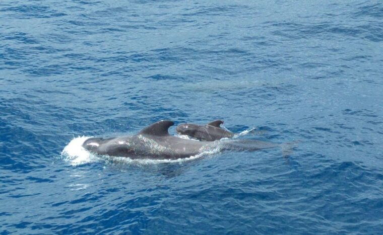 From San Juan Beach : Marine Life Cruise - Itinerary and Destinations