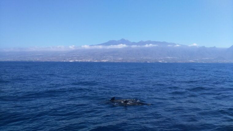 From San Juan Beach : Marine Life Cruise - Marine Life Encounters
