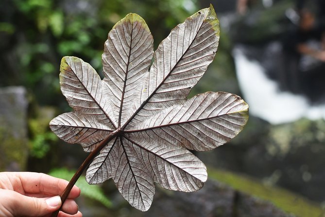 From San Juan: El Yunque Rainforest Hiking Adventure - Mixed Reviews on the Tour