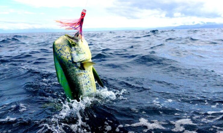 From San Leone: Private Bluefin Tuna Fishing Experience - Cancellation & Flexibility