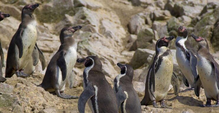 From San Martin: Ballestas Islands and Paracas Reserve - Experience Highlights