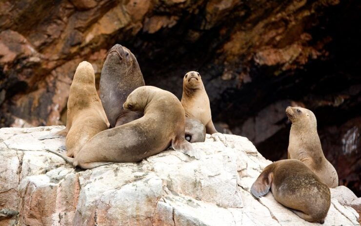 From San Martin Port: 2-Hour Ballestas Island - Good To Know