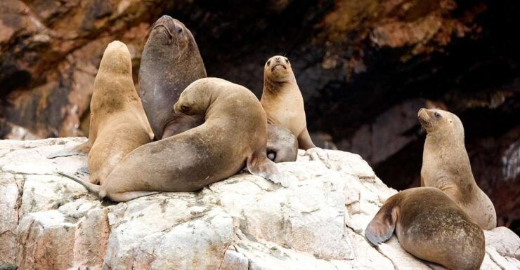 From San Martin Port: 2-Hour Ballestas Island - Enigmatic Candelabro Sightseeing