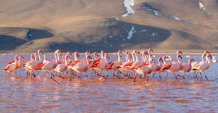 From San Pedro De Atacama: Uyuni Salt Flat 4-Days - Booking Details