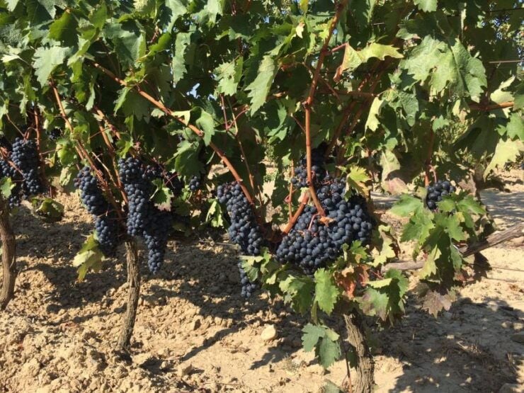 From San Sebastian/Bilbao/Vitoria: Rioja Wine Tour W/ Lunch - Tour Overview