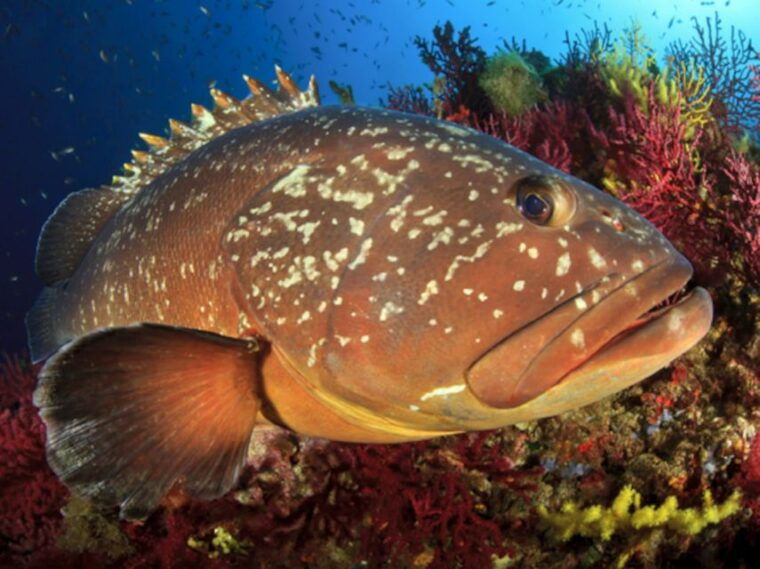 From San Teodoro: diving for experts in Tavolara and Molara - Why This Tour Is Worth Considering
