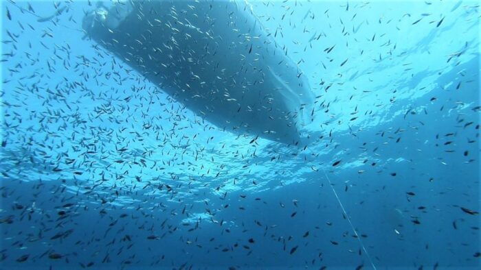 From San Teodoro: diving for experts in Tavolara and Molara - The Sum Up