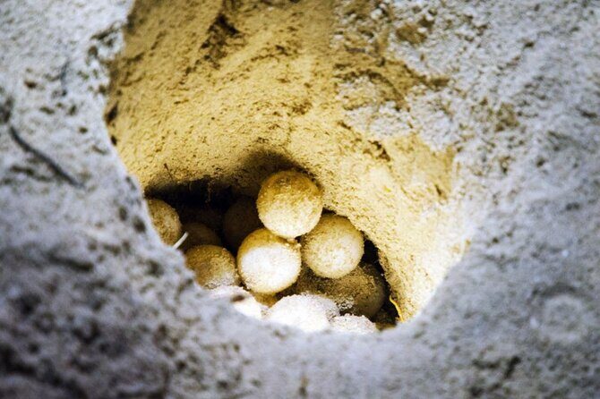 From Sandakan: 2D1N Turtle Island & Sepilok Wildlife Experience - An In-Depth Look at the Tour