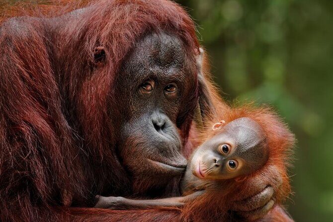 From Sandakan: 2D1N Turtle Island & Sepilok Wildlife Experience - The Sum Up