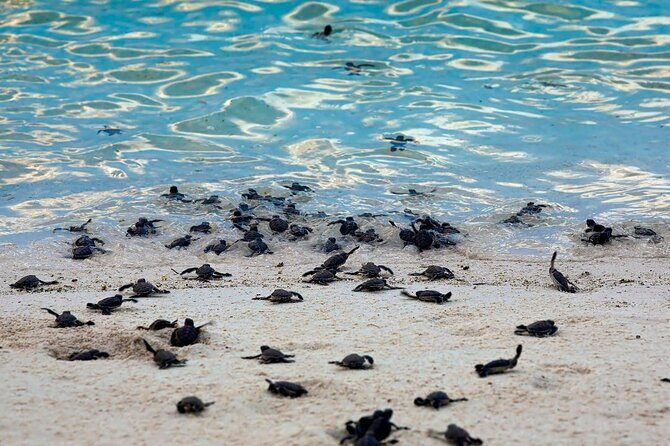 From Sandakan: 2D1N Turtle Island & Sepilok Wildlife Experience - Good To Know