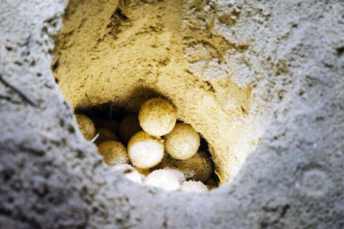 From Sandakan 2D1N Turtle Island Tour - Who Would Love This Experience?  