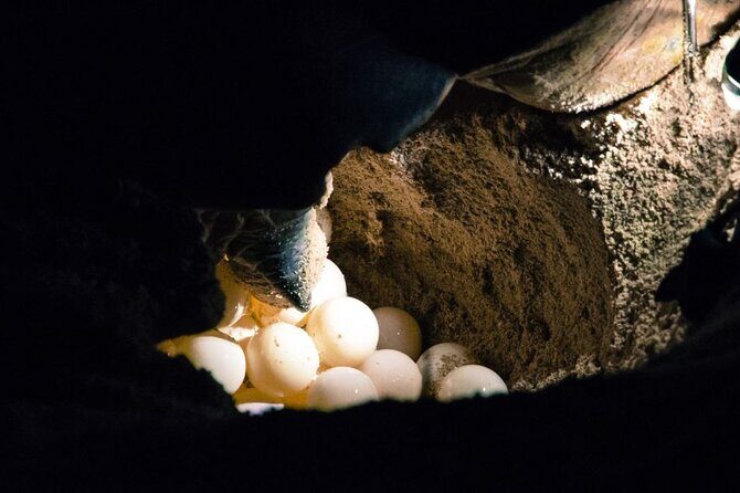 From Sandakan 2D1N Turtle Island Tour - Final Words: Is It Worth It?  