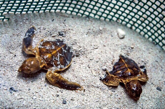 From Sandakan 2D1N Turtle Island Tour - FAQ