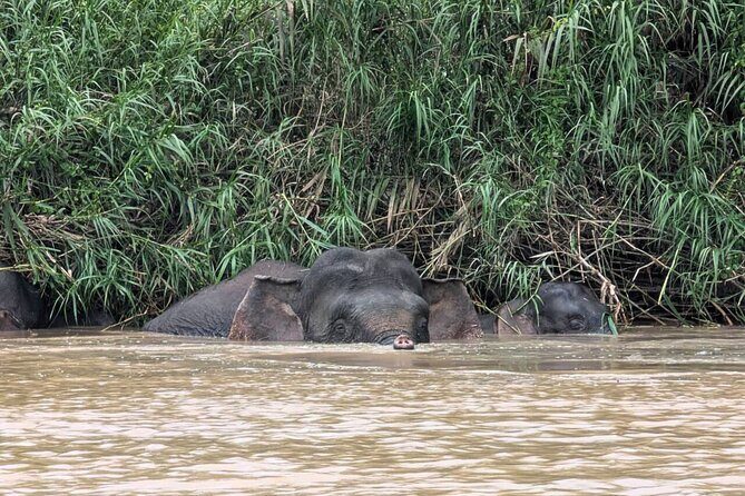 From Sandakan to Kinabatangan River Safari Boat Cruise Day Tour - Detailed Itinerary Breakdown