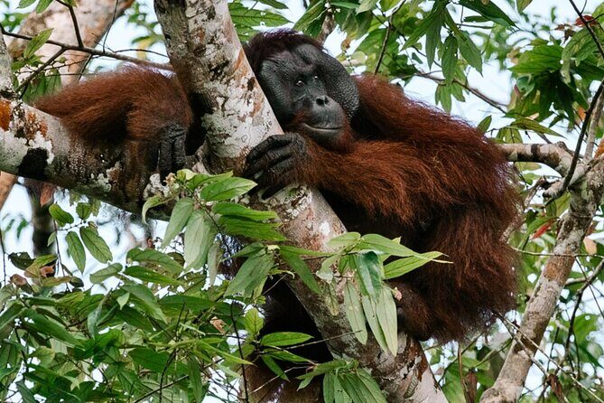 From Sandakan to Kinabatangan River Safari Boat Cruise Day Tour - FAQs