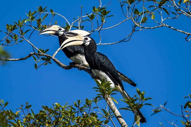 From Sandakan to Kinabatangan River Safari Boat Cruise Day Tour - Final Thoughts