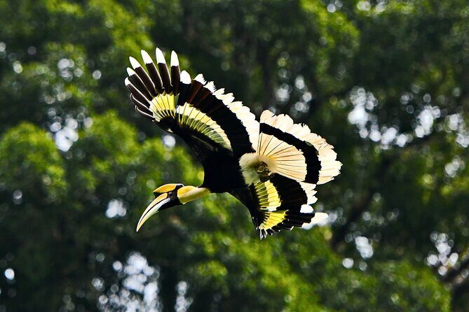 From Sandakan to Kinabatangan River Safari Boat Cruise Day Tour - A Closer Look at the Itinerary