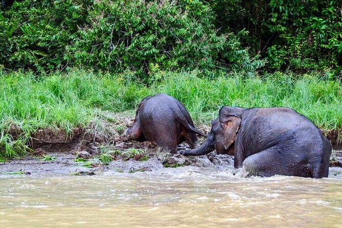 From Sandakan to Kinabatangan River Safari Boat Cruise Day Tour - FAQ
