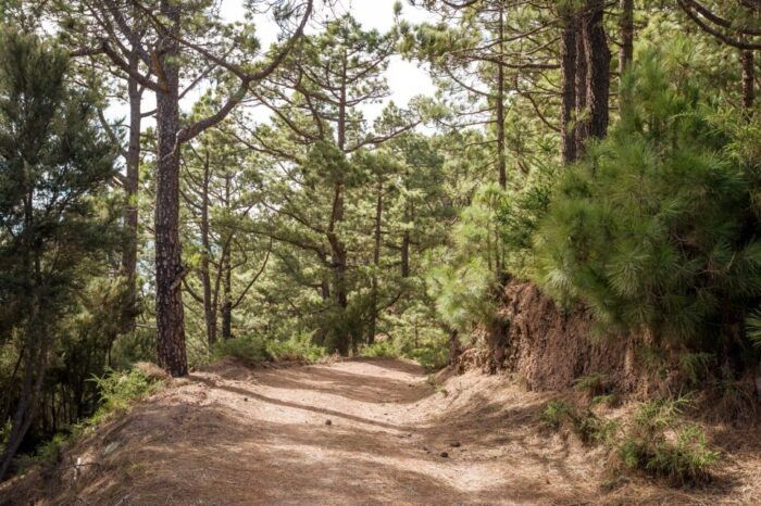 From Santa Cruz: Teide Volcano, Icod, & Garachico Tour - Common Questions